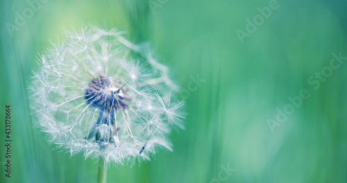 Artistic nature closeup, abstract dandelion macro, sunny soft blue green blurred background. Banner nature with beautiful light. Idyllic and relaxing floral. Springtime dandelion with soft sunlight 