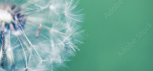 Artistic nature closeup, abstract dandelion macro, sunny soft blue green blurred background. Banner nature with beautiful light. Idyllic and relaxing floral. Springtime dandelion with soft sunlight
