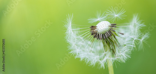 Fototapeta Naklejka Na Ścianę i Meble -  Artistic nature closeup, abstract dandelion macro, sunny soft blue green blurred background. Banner nature with beautiful light. Idyllic and relaxing floral. Springtime dandelion with soft sunlight
