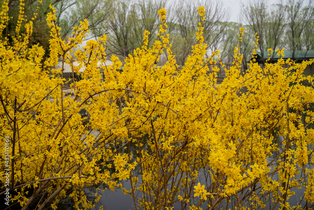 Fototapeta premium 春天的迎春花一片