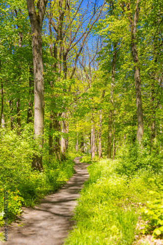 Spring summer fresh green landscape nature  hiking trail  freedom path. Sunny green forest trees  leaves  dirt road  footpath. Scenic view of trail passing through green forest trees