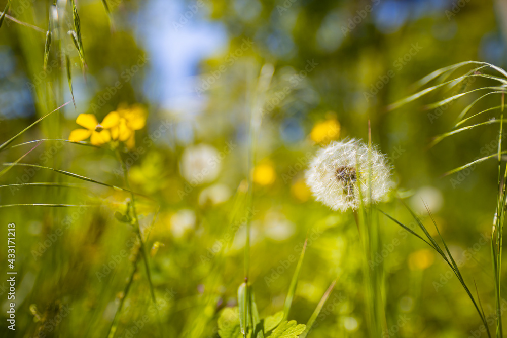 Green spring meadow with dandelions in sunlight. Nature background. Green forest field with white and yellow dandelions and grass meadow outdoors in nature in summer, blurred nature, idyllic landscape