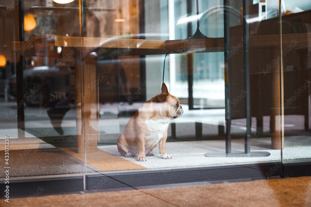 One little pug dog sitting alone behind the office windows. Sad serious face. Reflection of the city