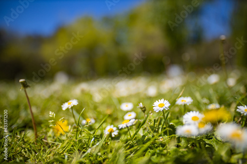 Forest field view with white daisies on meadow with blue sky at the background. Spring flowers, blooming. Relaxing, tranquil floral field, natural fresh sunny outdoor park scenery