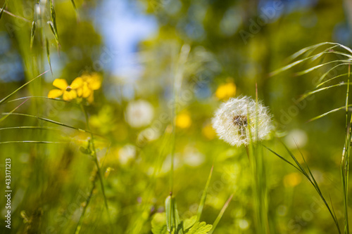 Green spring meadow with dandelions in sunlight. Nature background. Green forest field with white and yellow dandelions and grass meadow outdoors in nature in summer  blurred nature  idyllic landscape