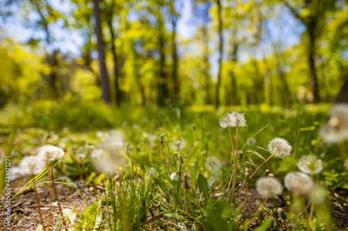 Green spring meadow with dandelions in sunlight. Nature background. Green forest field with white and yellow dandelions and grass meadow outdoors in nature in summer  blurred nature  idyllic landscape