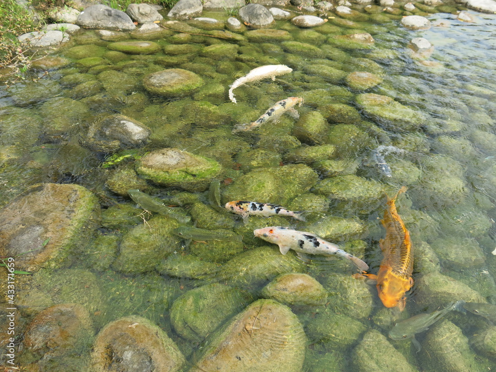 Fototapeta premium children are feeding many hungry and colorful koi in the pool for leisure time in sunny day outdoor activity close-up