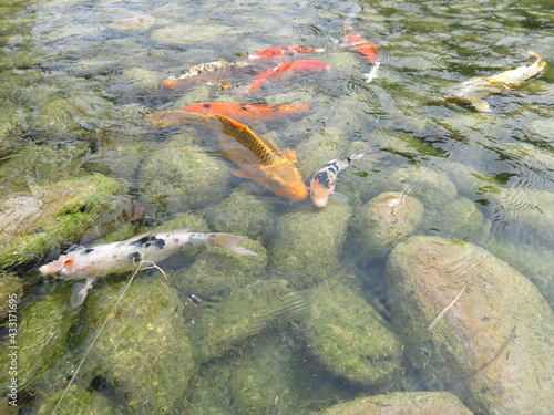 children are feeding many hungry and colorful koi in the pool for leisure time in sunny day outdoor activity close-up © YENTING