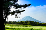 草原に立つ一本の木と富士山