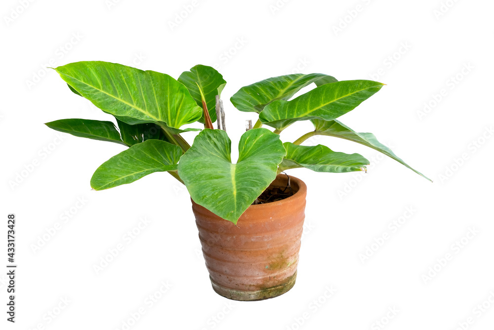 Philodendron (Philodendron sp. ‘Ruaysap’) is one of three subgenera within the genus Philodendron. Ornamental plants for decoration tropical garden in thailand. isolated Philodendron (Philodendron sp. ‘Ruaysap’) is one of three subgenera within the genus Philodendron. Ornamental plants for decoration tropical garden in thailand. isolated