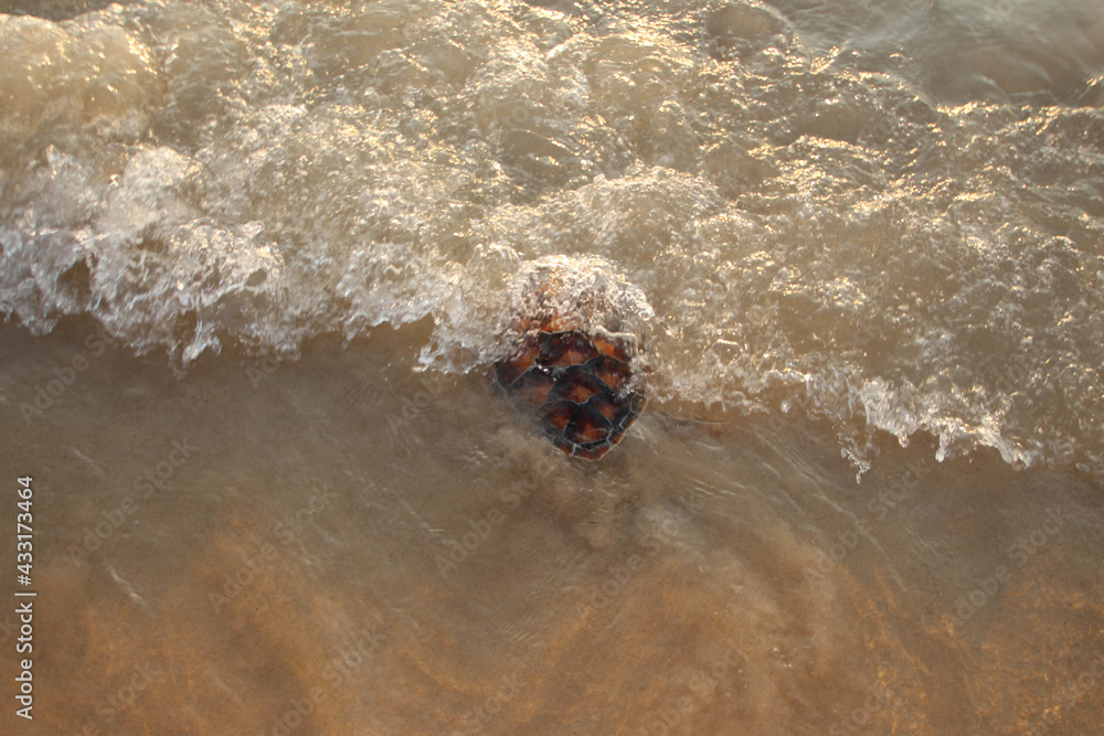 Little sea turtle on the beach. Little sea turtle on the beach.