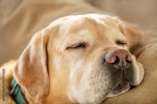 Portrait of cute Labrador dog sleeping on the couch