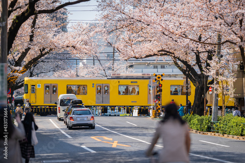 満開の桜と西武新宿線の電車