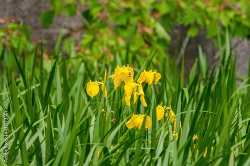 ひっそりと咲く満開の黄色いカキツバタの花