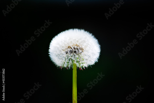 dandelion on black background