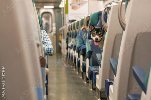 One little dog sitting on the train chair, looking at camera between the rows, traveling. Funny interesting unusual shot, photo.  © Ido