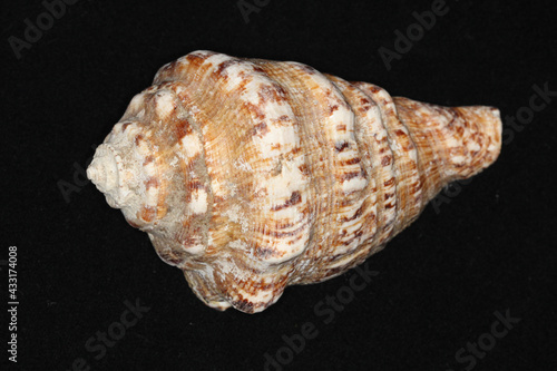 Wallpaper Mural Amazing sea shell shape. Torontodigital.ca