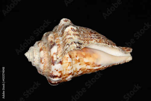 Wallpaper Mural Amazing sea shell shape. Torontodigital.ca