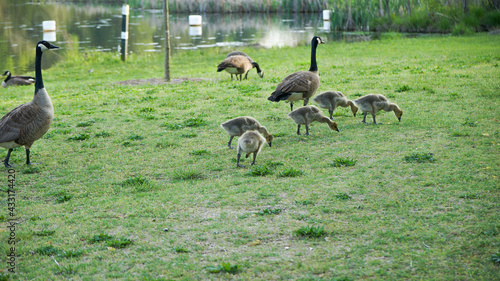 Gaggle of geese with baby goslings in Arkansas