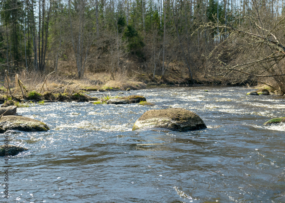 the banks of a small wild river in spring, a rugged section of the river with stones in the water, bare trees, reflections in the water, a small wild river, the Abuls River in Latvia