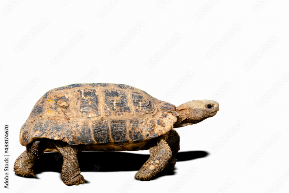 Obraz premium Tortoise, Turtle, White Background, Cut Out, Hermann's Tortoise
