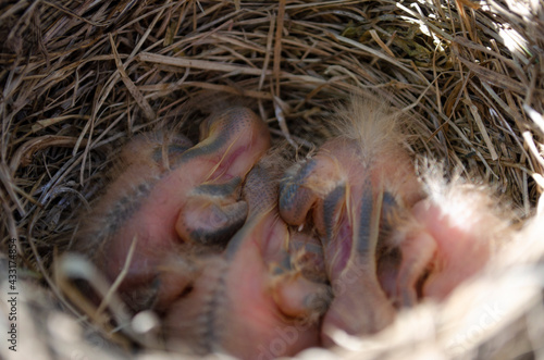 Only blackbird chicks hatched from the egg in the nest