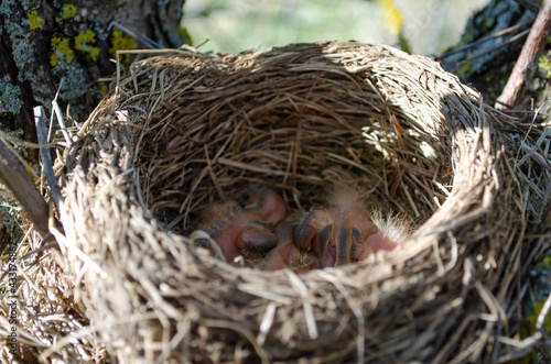 Only blackbird chicks hatched from the egg in the nest