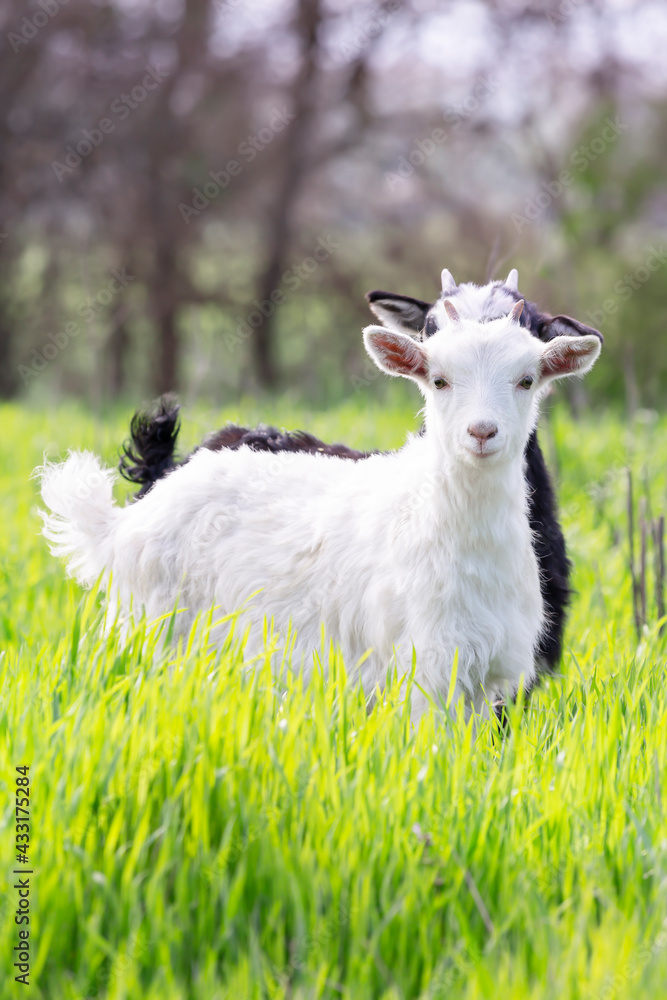 Two baby goats white and black graze in a spring meadow Two baby goats white and black graze in a spring meadow