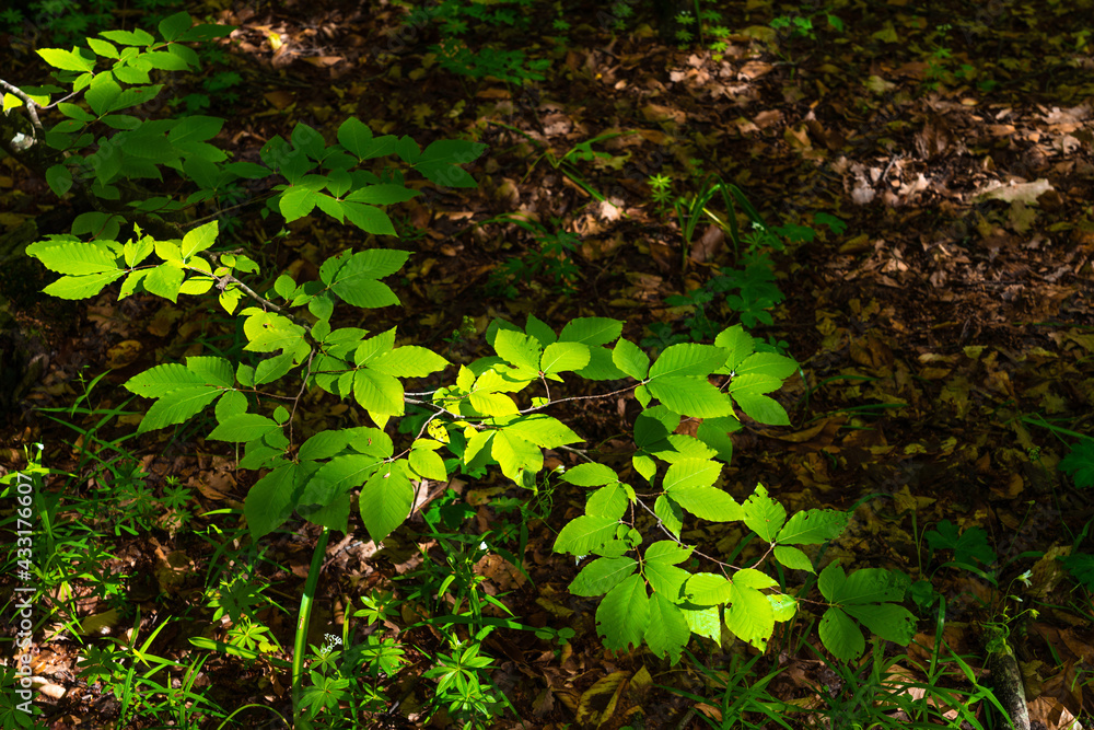 Green branch of beech tree Green branch of beech tree