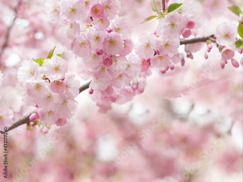 Sakura tree branches. Cherry blossoming , spring background with pink blossoms