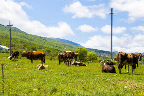 Fototapeta Naklejka Na Ścianę i Meble -  Cows in the field, farming and agriculture in village of Georgia