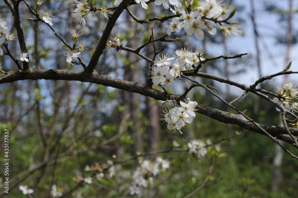 A wild cherry tree flowers in bloom and blosom on a sunny day in spring in a forest A wild cherry tree flowers in bloom and blosom on a sunny day in spring in a forest