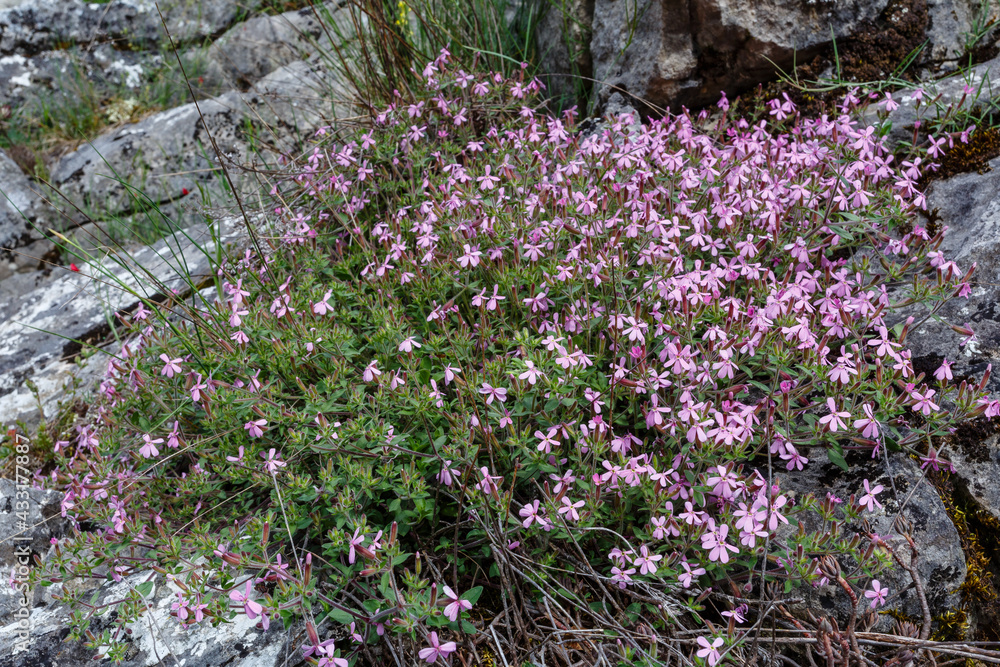 Saponaria ocymoides. Rocky soap dish flowering plant. Saponaria ocymoides. Rocky soap dish flowering plant.