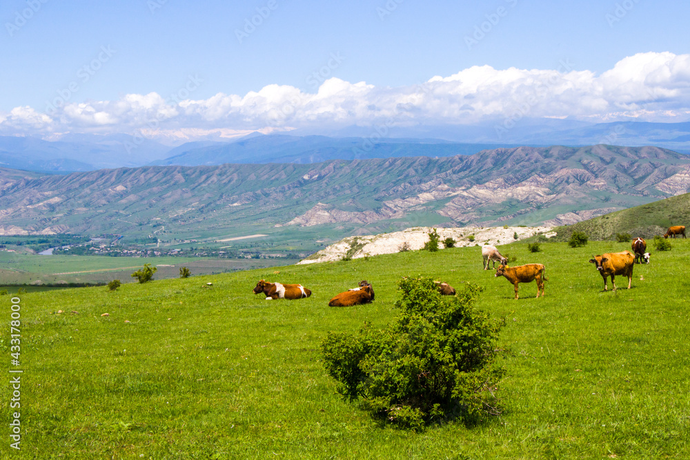 Cows in the field, farming and agriculture in village of Georgia