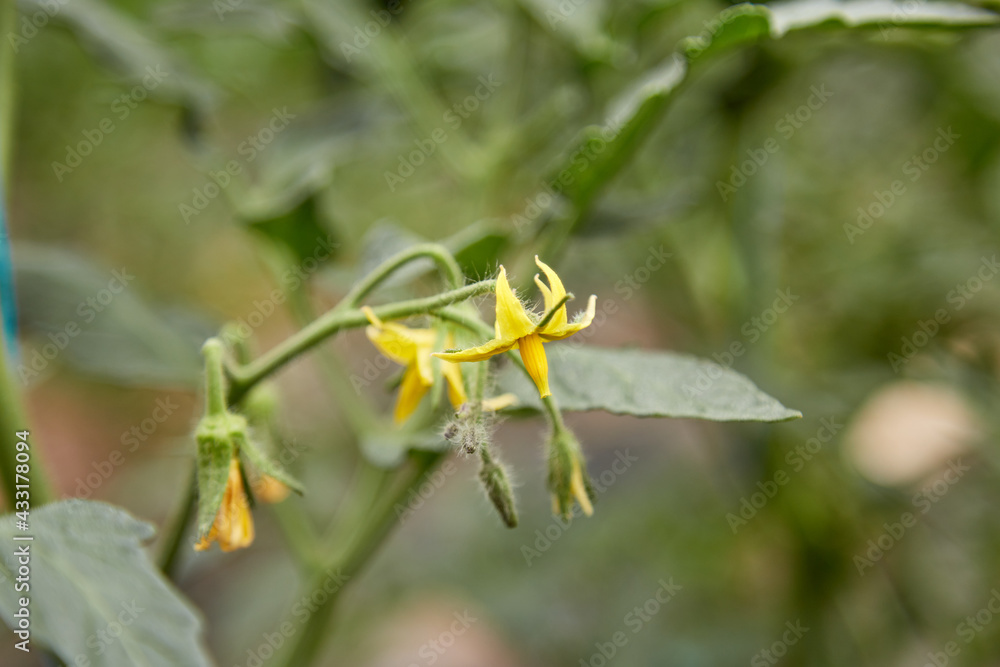 Young tomato plant grown in a greenhouse. Spring home plants concept. Copy space Young tomato plant grown in a greenhouse. Spring home plants concept. Copy space