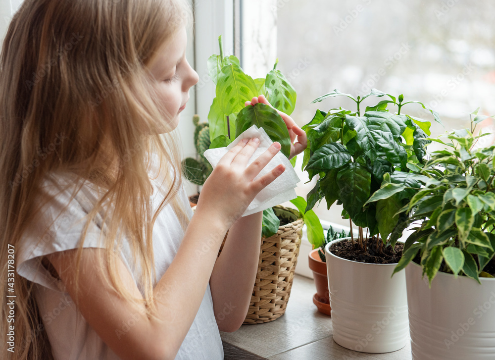 Little girl wipes the foliage of house plants Little girl wipes the foliage of house plants