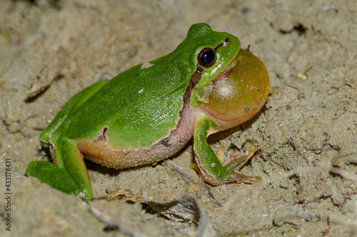 male common tree frog, hyla arborea croaking in a riverside forest in austria