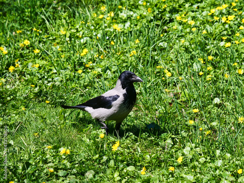 A crow walks on green grass among yellow flowers A crow walks on green grass among yellow flowers