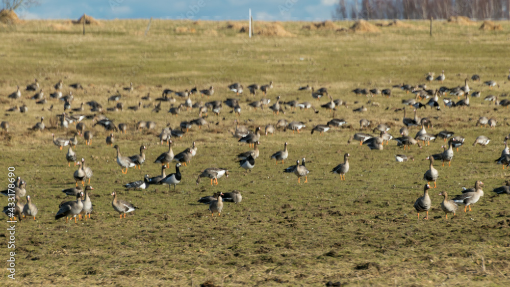 a migratory bird flock in a goose field, landscape seasonal bird migration, many wild geese in a field in the Latvian wilderness a migratory bird flock in a goose field, landscape seasonal bird migration, many wild geese in a field in the Latvian wilderness