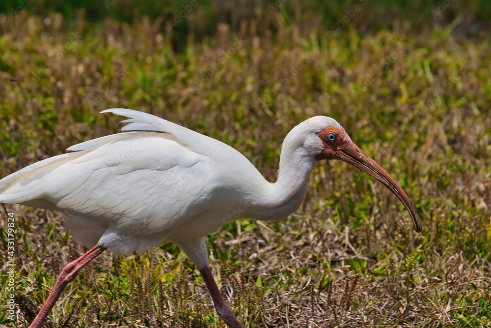 Obraz premium Ibis birds in Indialantic Florida