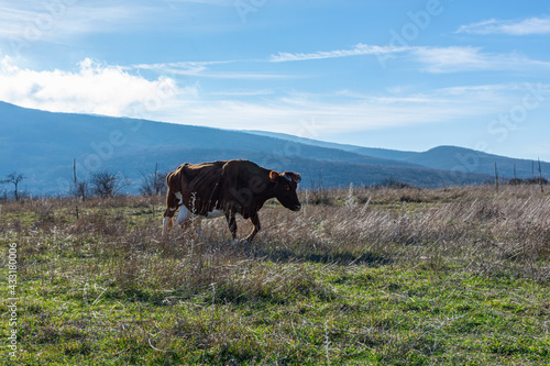 Cows graze in a meadow. Portrait of a red cow on a background of green grass, blue mountains. Breeding of domestic animals for milk production. Cattle on the farm. Autumn rural landscape, copy space