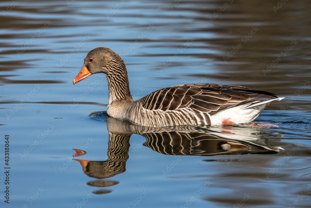 The greylag goose, Anser anser is a species of large goose The greylag goose, Anser anser is a species of large goose
