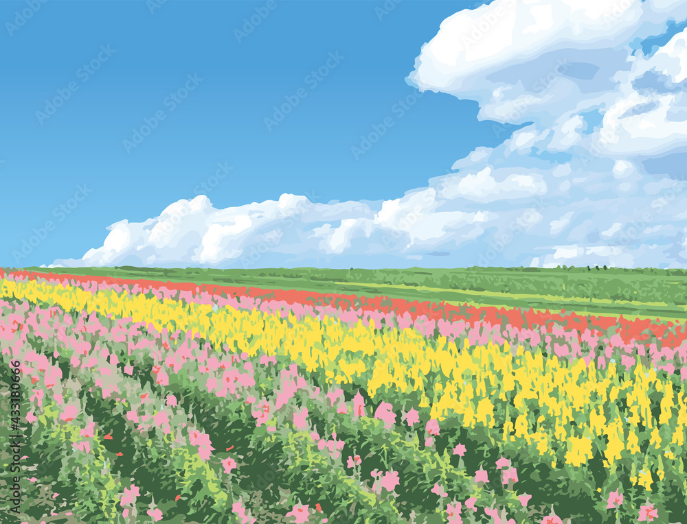 北海道の花畑と青空