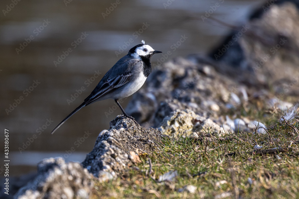 Obraz premium The white wagtail, Motacilla alba is a passerine bird in the family Motacillidae.