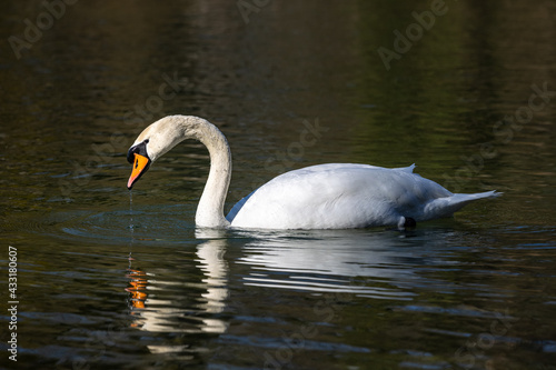 Mute swan  Cygnus olor swimming on a lake in Munich  Germany