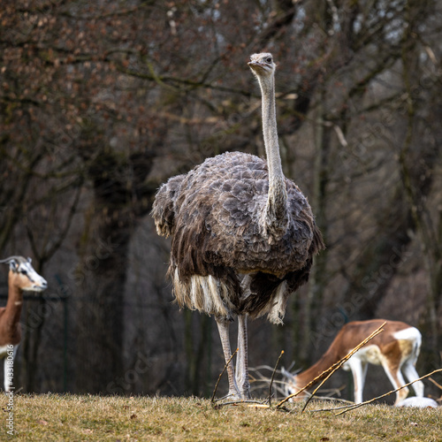 The common ostrich, Struthio camelus, or simply ostrich