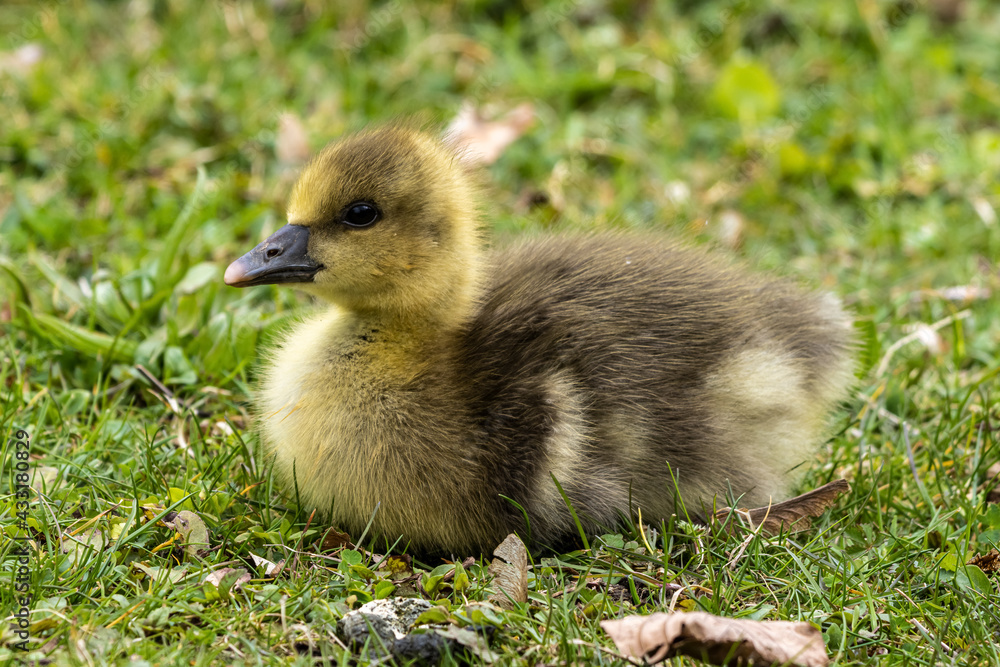 Beautiful yellow fluffy greylag goose baby gosling in spring, Anser anser Beautiful yellow fluffy greylag goose baby gosling in spring, Anser anser