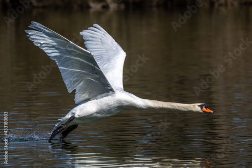 Wallpaper Mural Mute swan, Cygnus olor flying over a lake in the English Garden in Munich, Germany Torontodigital.ca