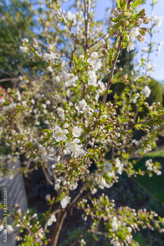 White flowers of cherry tree in spring in the garden White flowers of cherry tree in spring in the garden