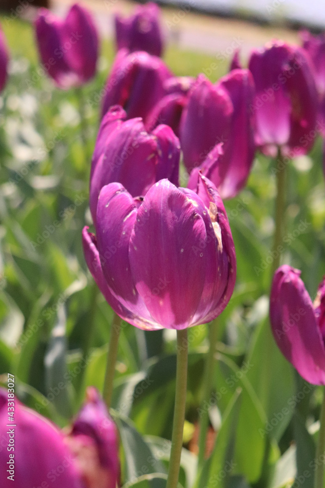 チューリップ 春 パープル 紫 鮮やか 群生 美しい きれい 可憐  優美 